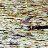 カワセミ（雛）登場　①