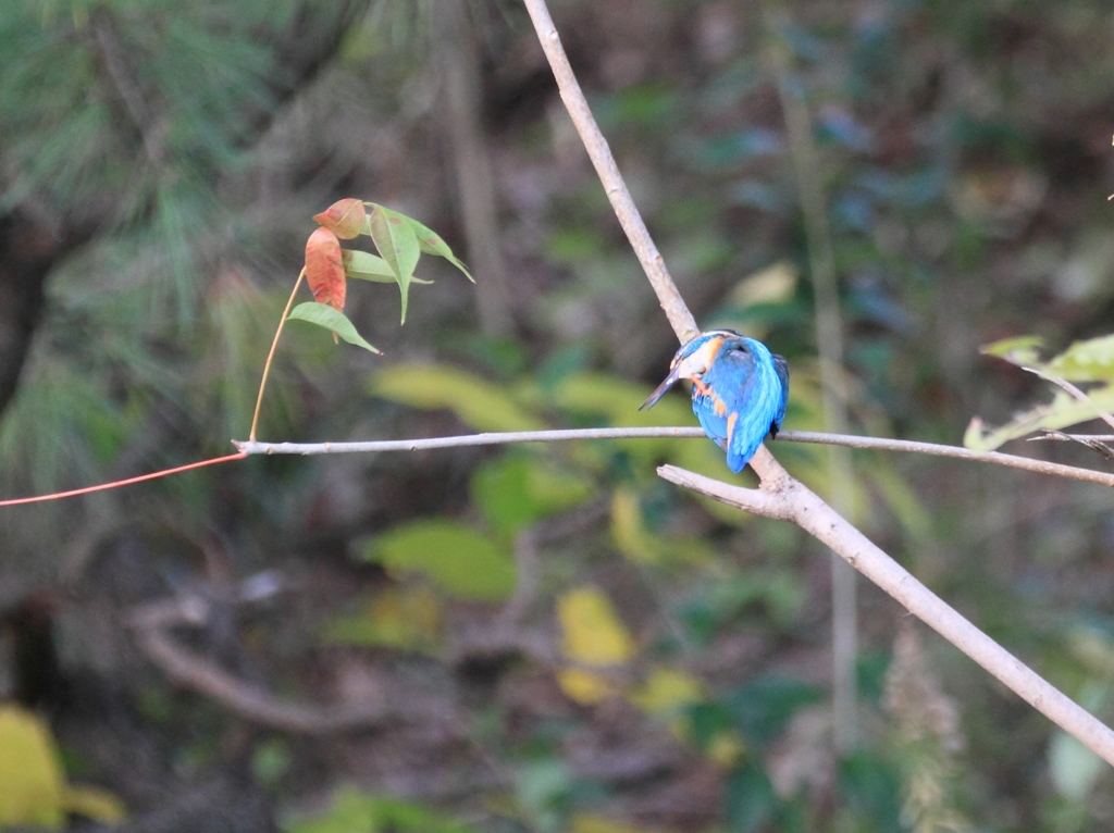 かゆいの飛んでけ..！