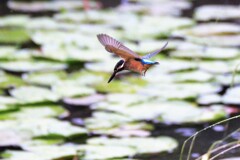 お盆中日のカワセミ　②