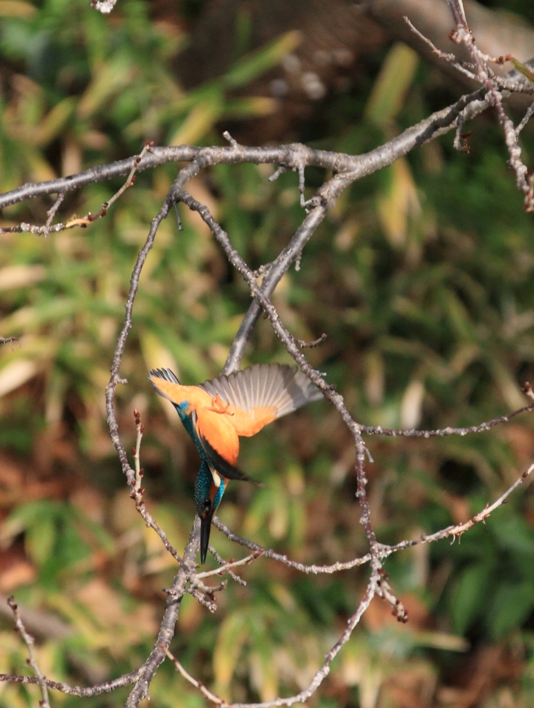 変な飛び込みが撮れた！
