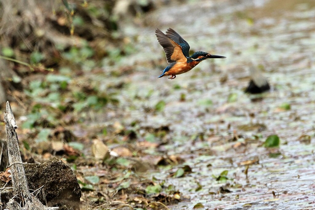成鳥への道のり　②