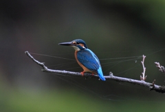 桜　＆　クモの巣