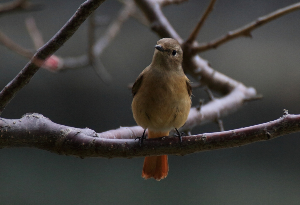 おっと、止まってくれました