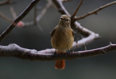 おっと、止まってくれました