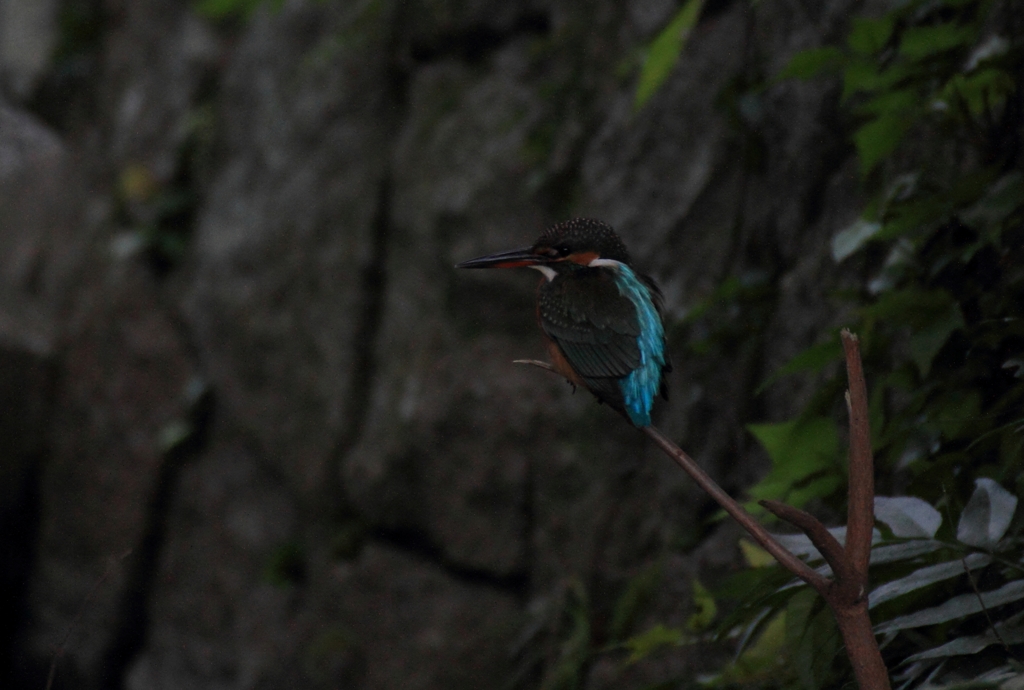 橋の下の止まり木