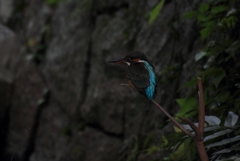 橋の下の止まり木