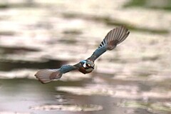 正面を飛んでくるカワセミ