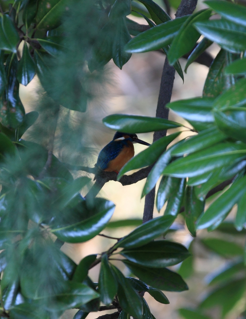 隠れたつもり...？