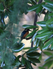 隠れたつもり...？