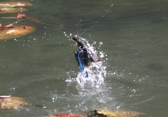 飛び出て、シュワッチ!