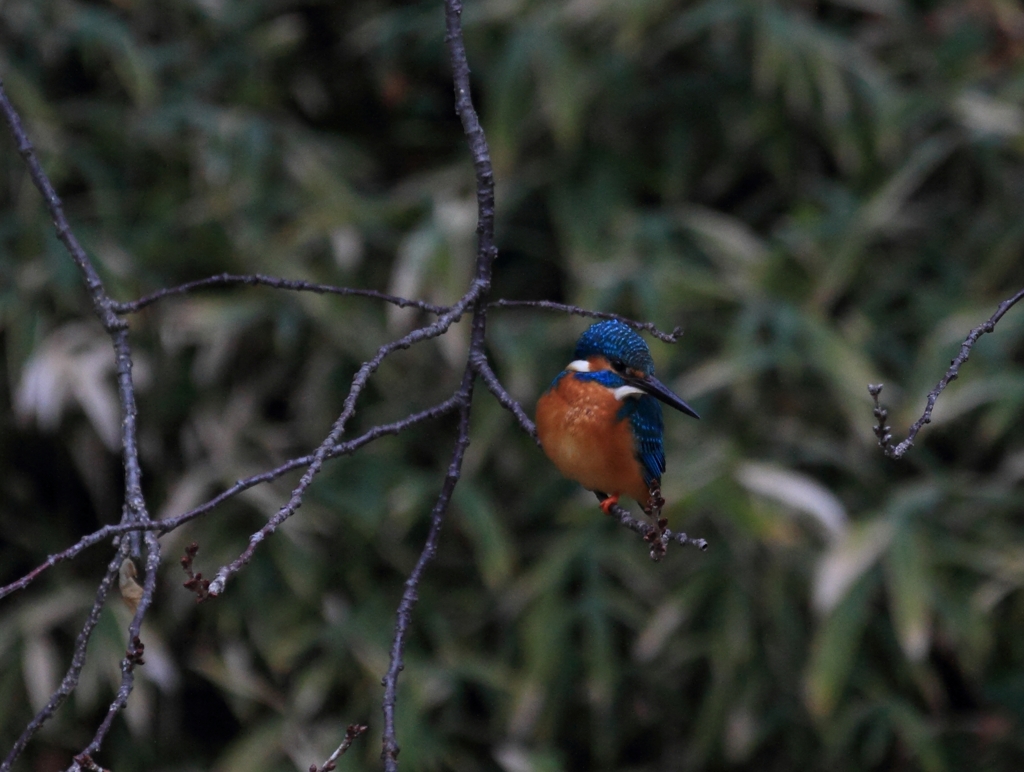 喉から手が出るほど獲物が欲しい...