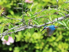 平成最後のカワセミ撮影②