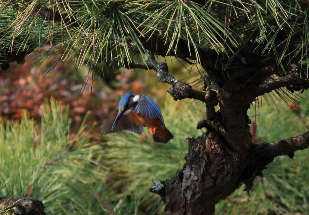 飛び出し後のホバ・・・2