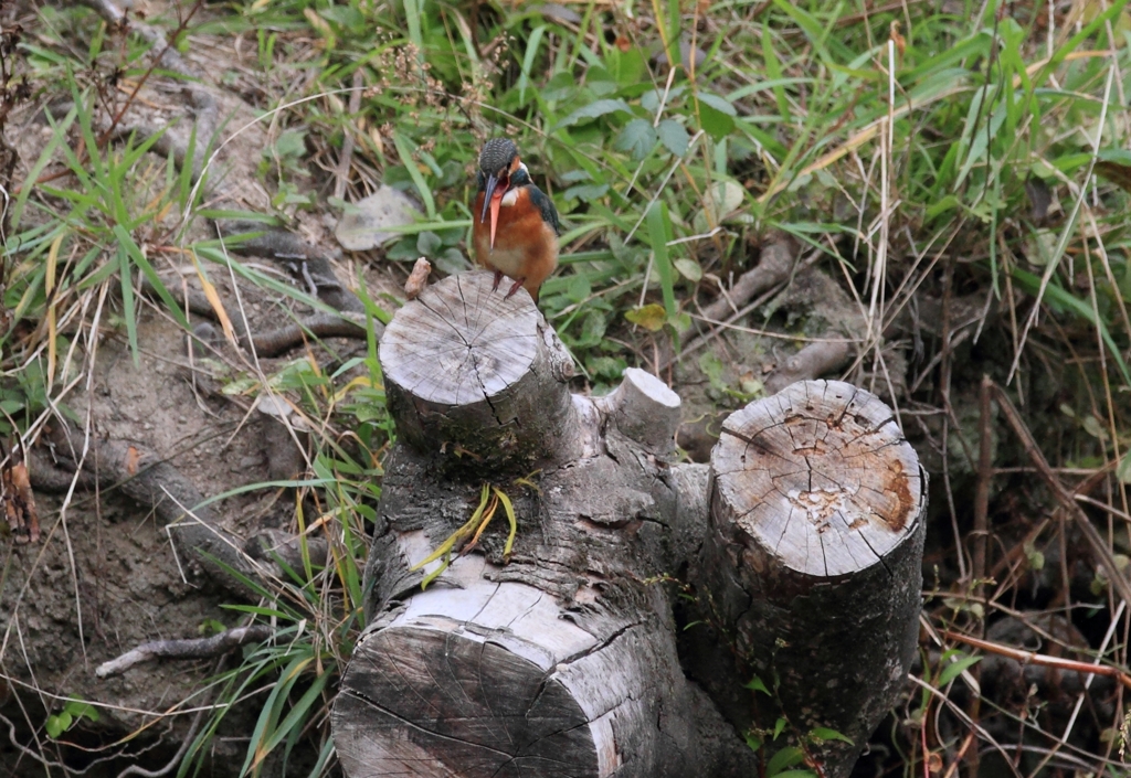 ペリットの排出