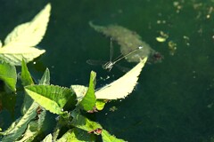 泉の生き物　③