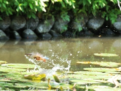 カワセミ・クラフト