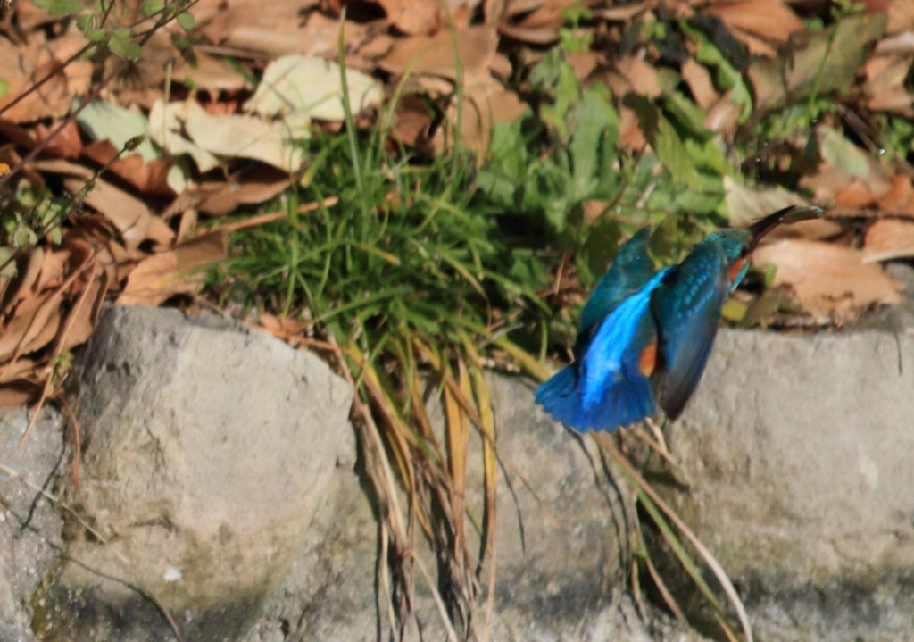 獲ったけど、行き先？？