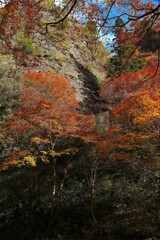 紅葉　②
