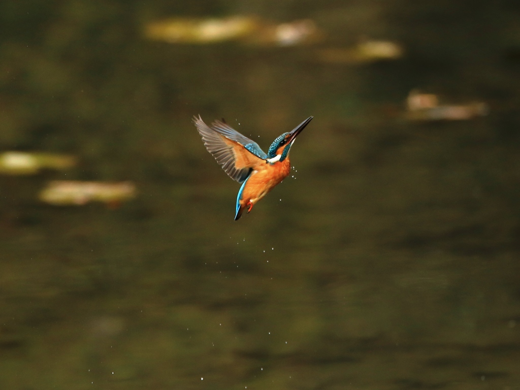 2017年　最後のカワセミ撮影　①