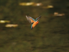 2017年 最後のカワセミ撮影 ①
