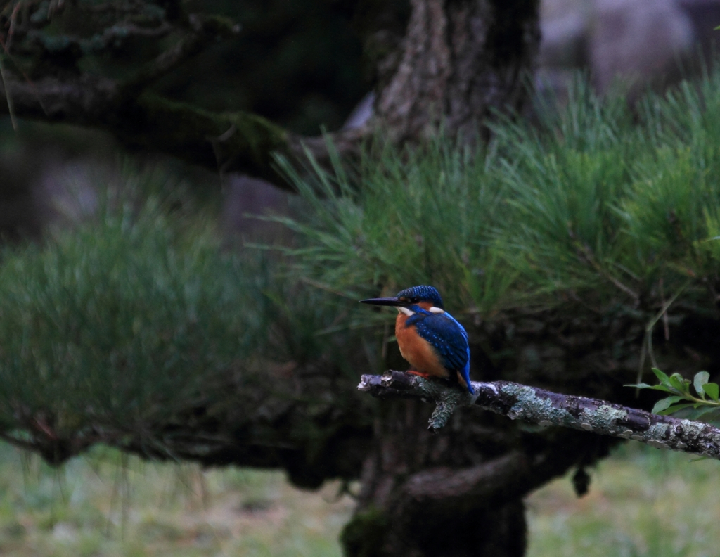 松ぼっくりの彼...