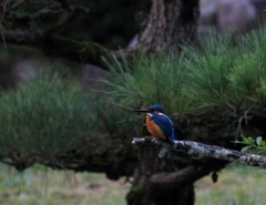 松ぼっくりの彼...