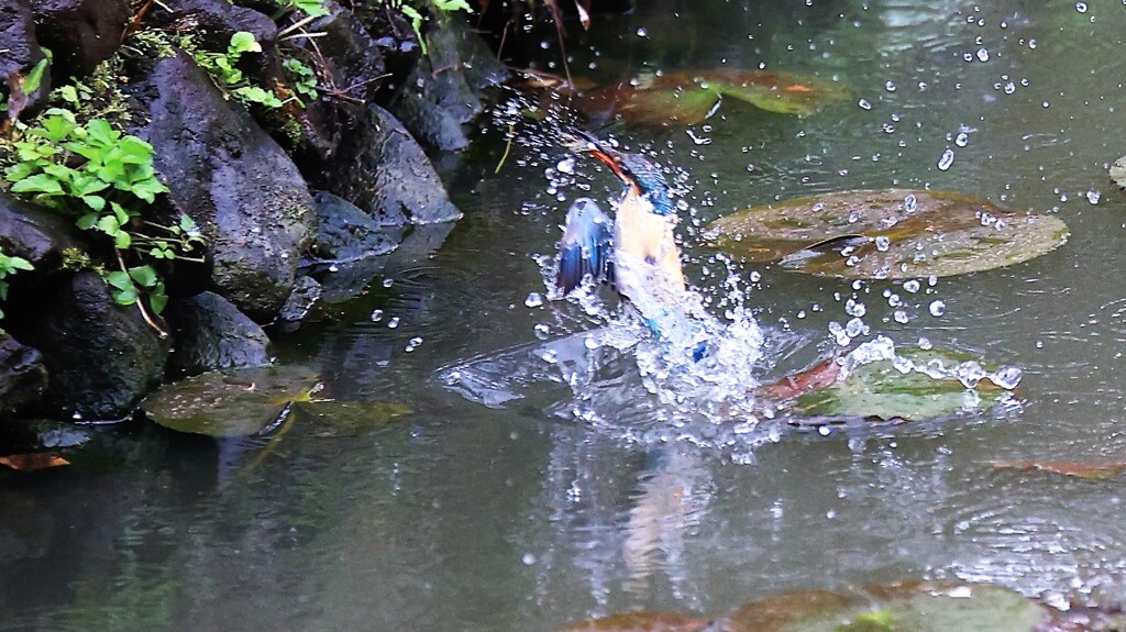 雨の活動　②