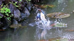 雨の活動　②