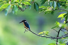 朝一のカワセミ　①