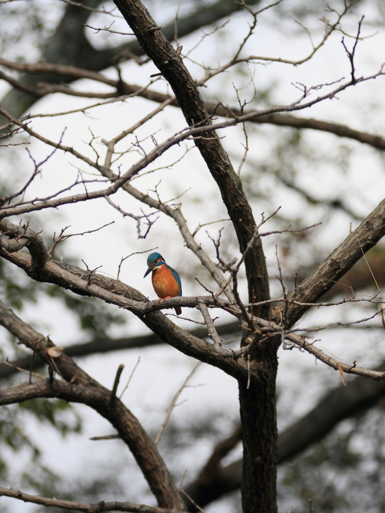 手に届かない場所1