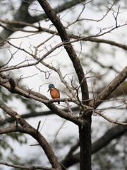 手に届かない場所1