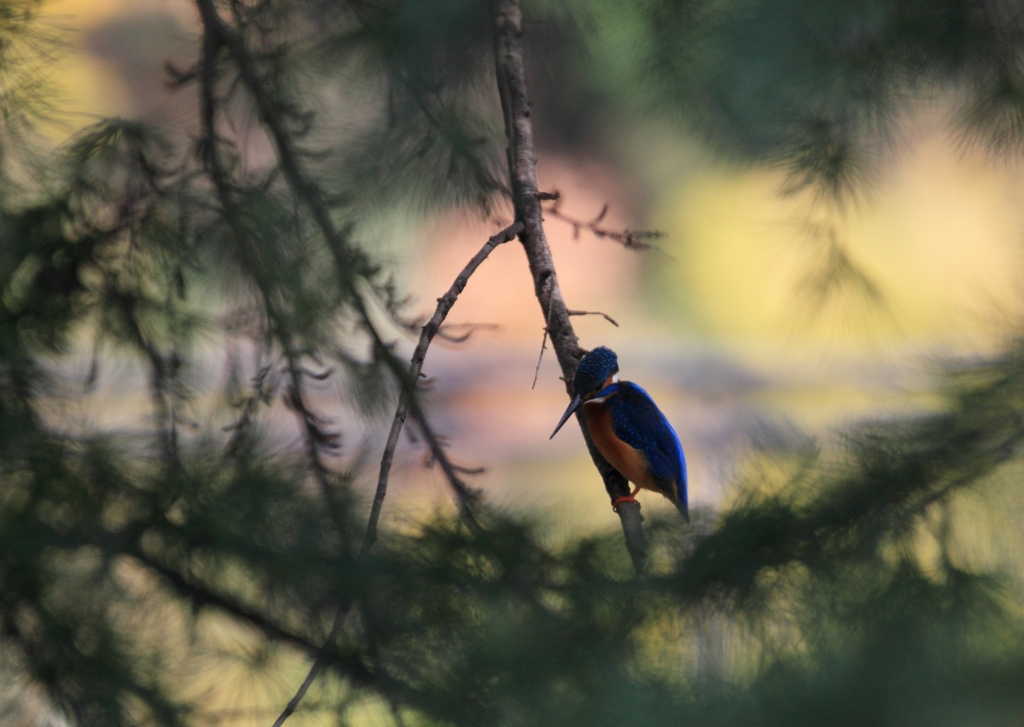 手に届かない場所2