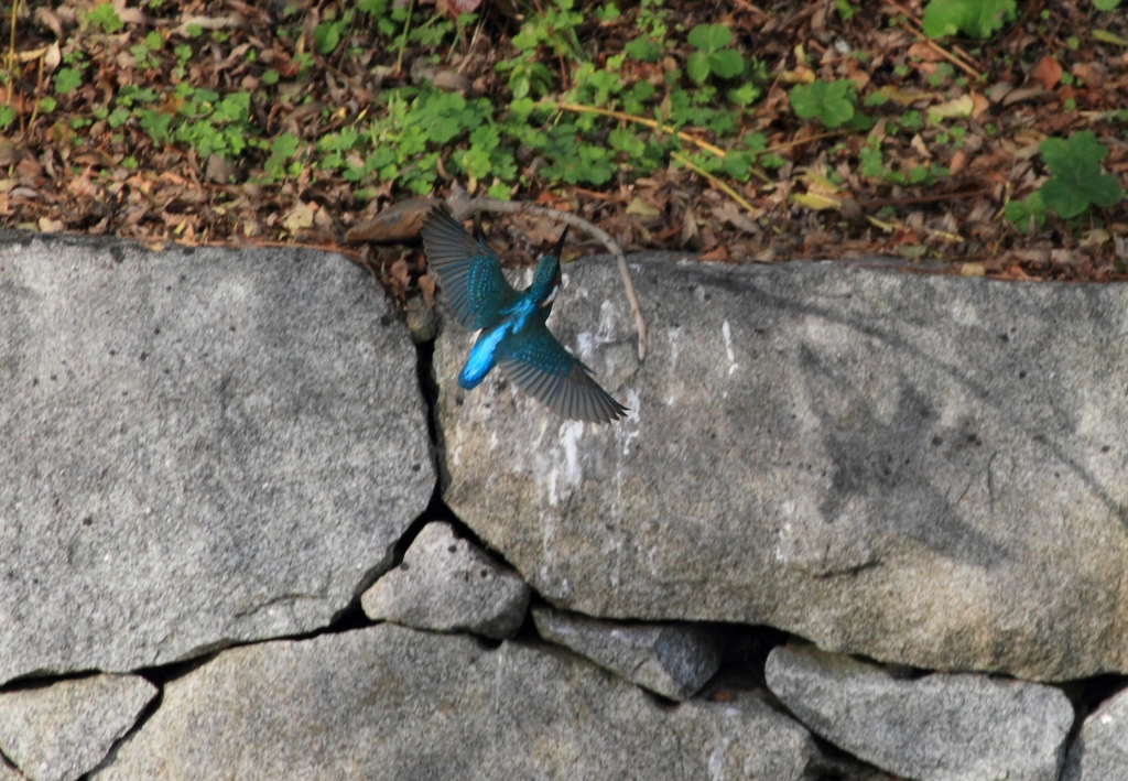 カワセミさんの日影2