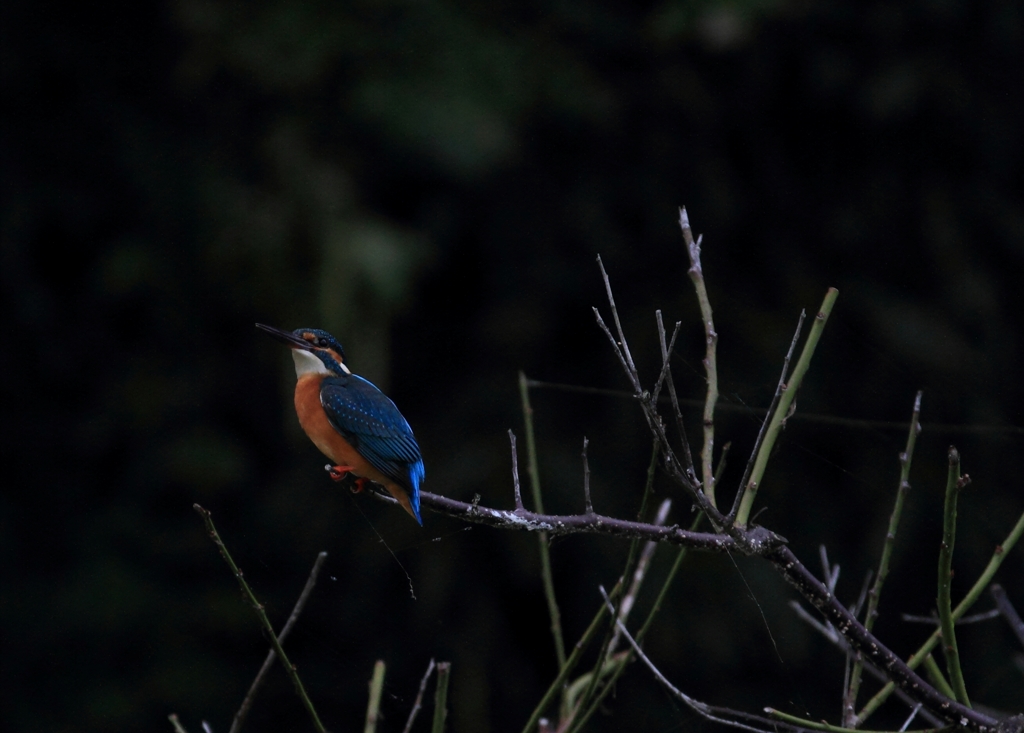 梅とカワセミ君