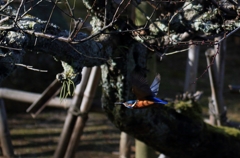 太陽に向かって...