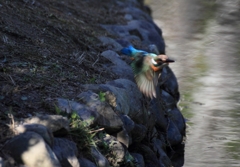 暗がりからの飛び出し