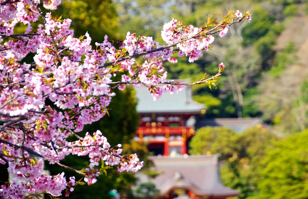 春よ来い