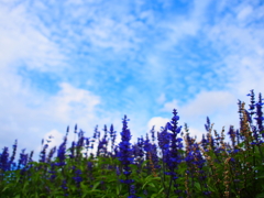 ラベンダー★