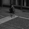 迷い猫と子供☆