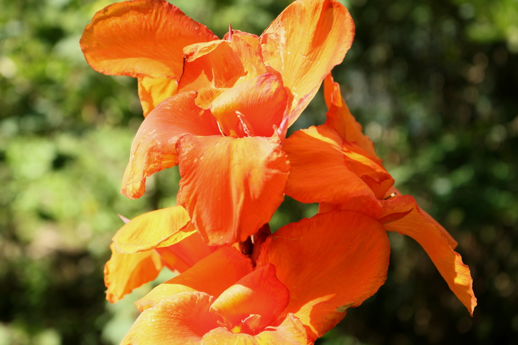 オレンジの花