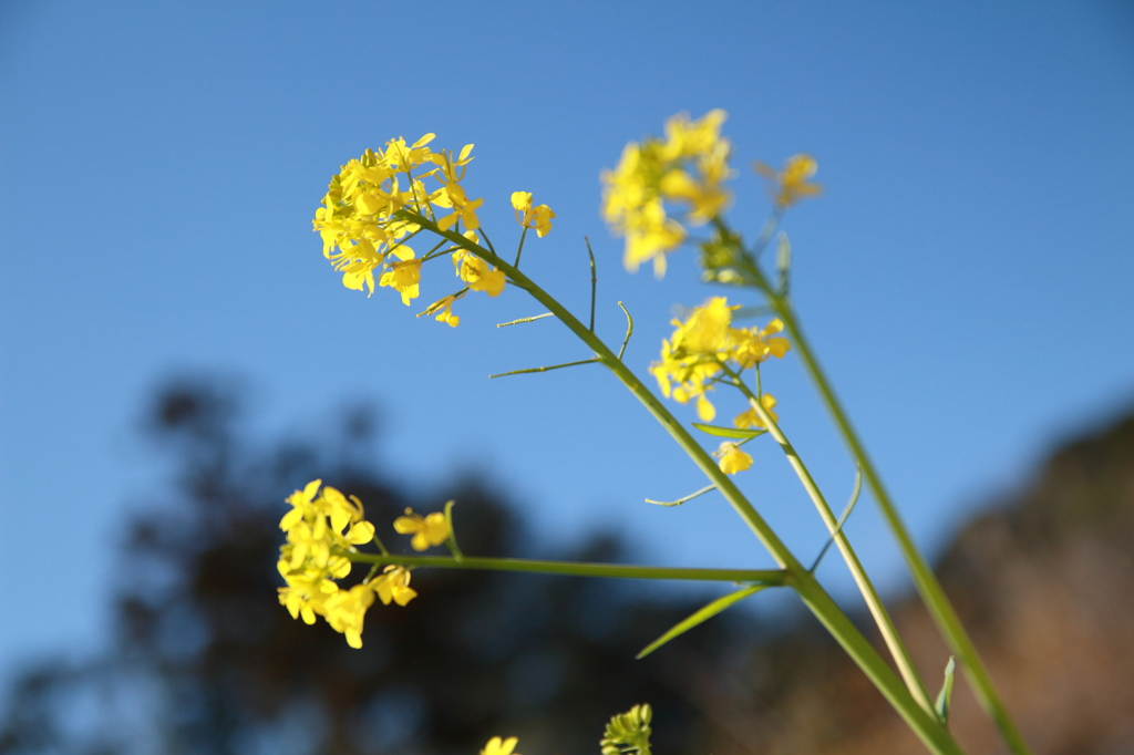 庭の花