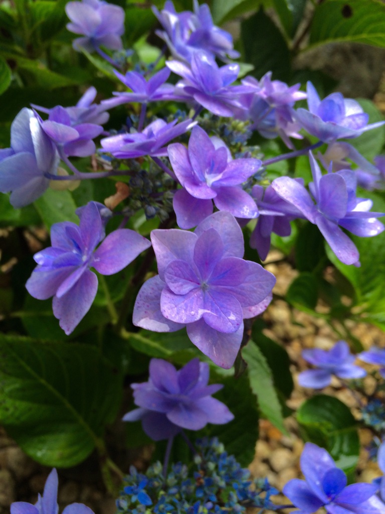 季節の花 
