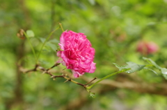 八重山椒薔薇