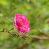 八重山椒薔薇