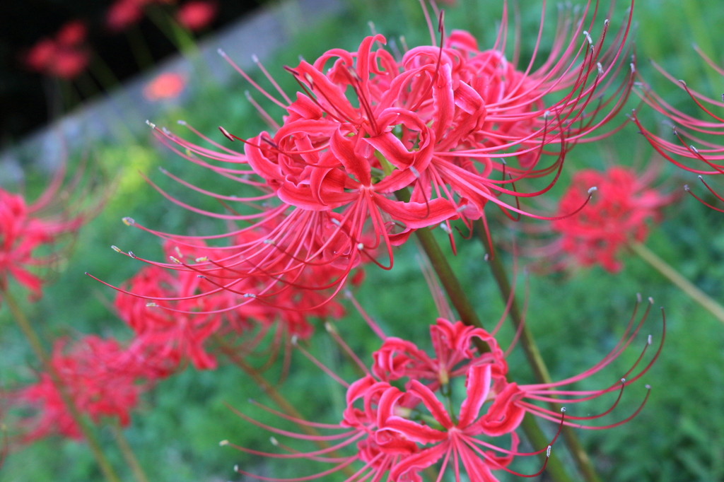天界に咲く華・曼珠沙華　3