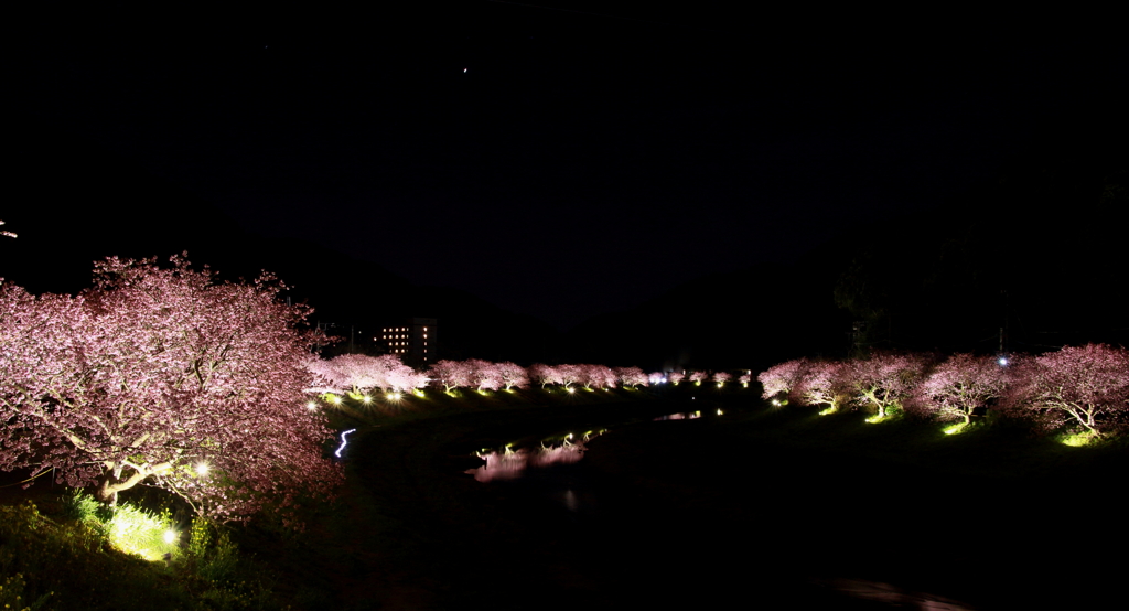 みなみの桜　ライトアップ　③