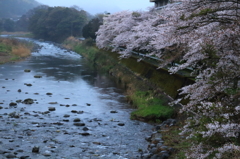 狩野川と桜