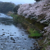 狩野川と桜