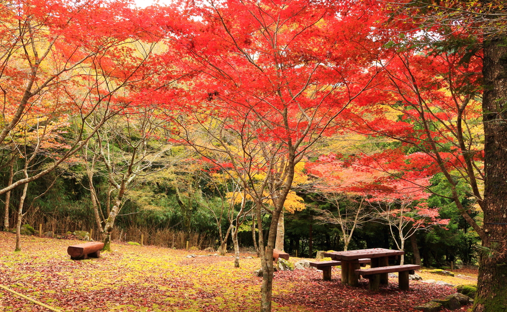 紅葉まつり始まりました。
