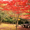 紅葉まつり始まりました。